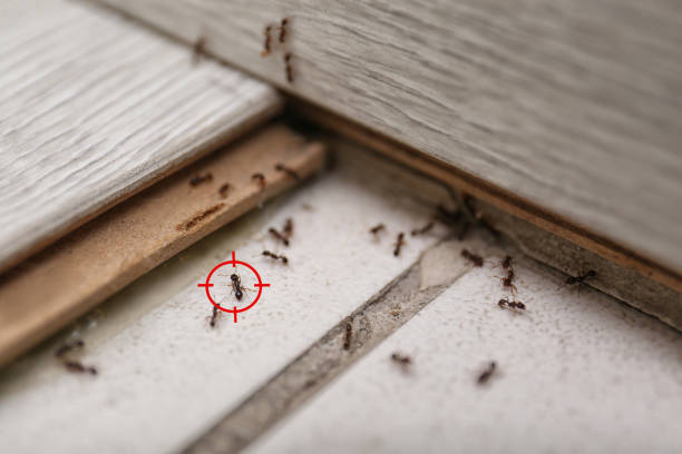 Best Flea Control Services  in Plainfield, IL
