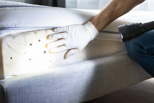 Pest Prevention Services in Plainfield, IL