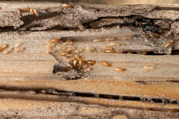 Best Affordable Pest Control Services  in Plainfield, IL